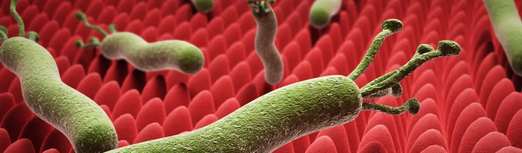 صورة لجرثومة المعدة